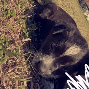 Meet your Posher, Ashton